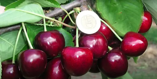 Молодые саженцы черешни готовые к посадке